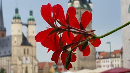 Halle Apartment | Budget rooms in Halle with shared bathroom, Free WiFi, Netflix & iPad