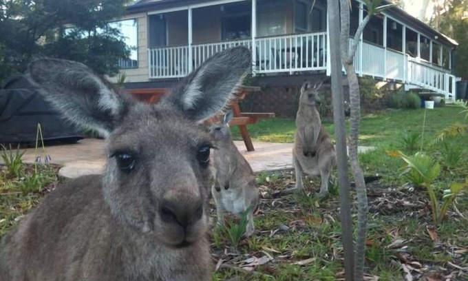 Erowal Bay Cottage | Bush and Bay Cottage - Jervis Bay
