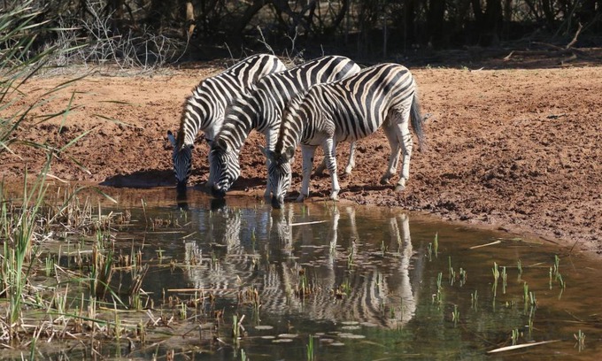 Hluhluwe Cabin | Bushbaby Lodge & Camping