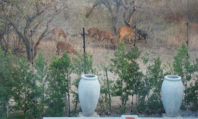 Hoedspruit House | BushGlam Luxury Holiday Home with large private pool, Hoedspruit, Kruger Area