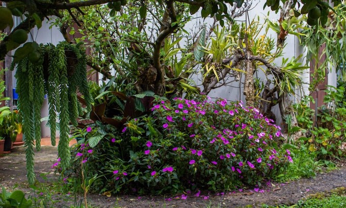 Copey Bed & Breakfast | Cabinas las Manzanas Bed y Breakfast