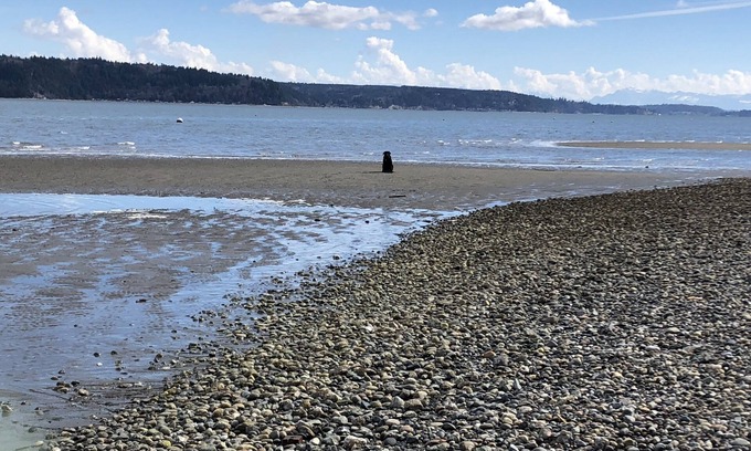 Camano Island Cabin | Camano Island on the beach