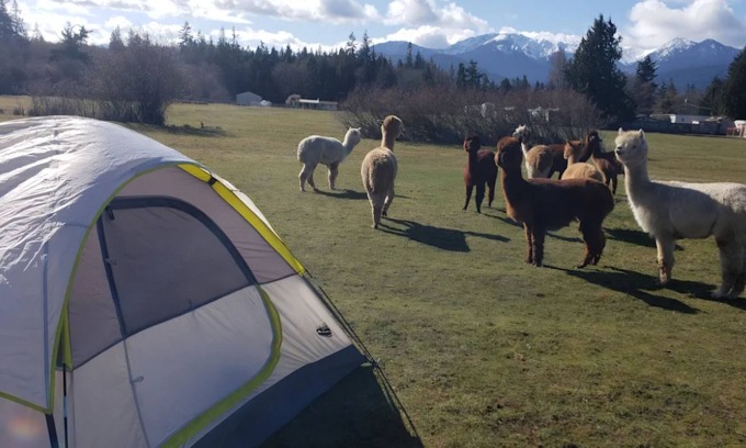 Port Angeles East RV Rental | Camp amoung Alpacas Llamas & Sheep close to Olympic National Forest Port Angeles