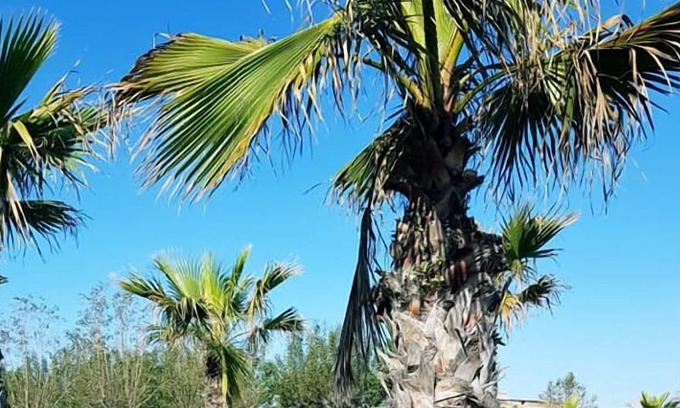 Misano Adriatico RV Rental | Camping Village Misano