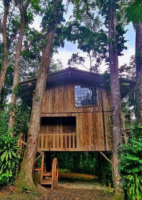 Joinville Other | Casa da Árvore - Jussara Cultural
