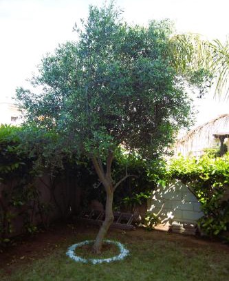 Pulsano House | Casa Ulivo