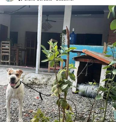 Jardim Mar e Ceu Apartment | Casinha da Lolla