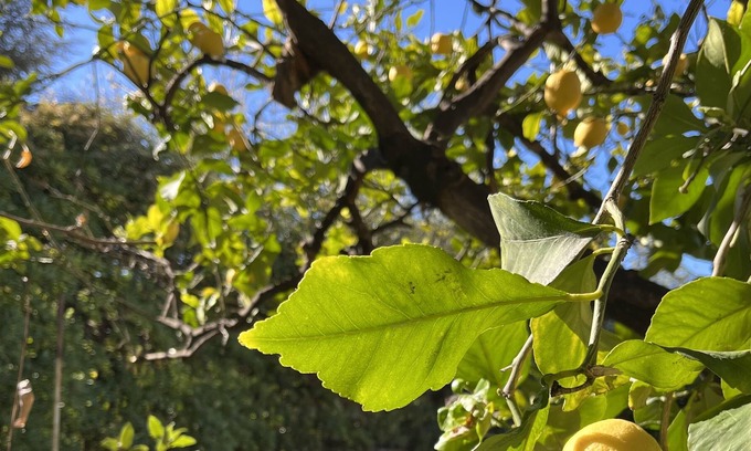 Saint Maurice Apartment | Charming Appartment with view to to Lemon tree with garden
