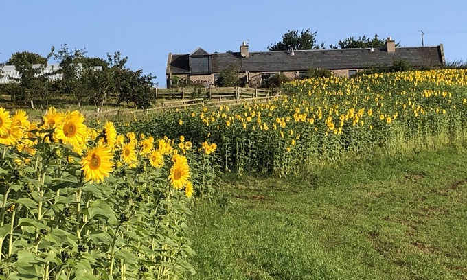 Kelso Cottage | Cockle Kitty Cottage is in a quiet corner of the Scottish Borders, Kelso 3 miles