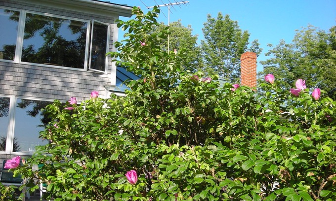 Deer Isle Cottage | Cottage for Six on the Waters of Eggemoggin Reach