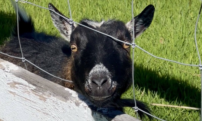Paso Robles Other | Countryside Retreat - A ranch on 12 acres of rolling hills with goats and sheep