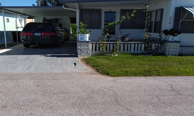Palmetto House | Cozy 1-bedroom mobile home on rim canal with dock, Palmetto Fla.