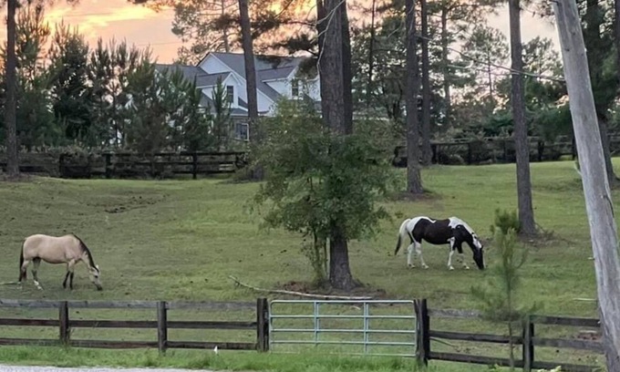 North Carolina Mountains Cottage | Cozy cottage over looking 40 acre horse farm. 5 mile to historical Pinehurst