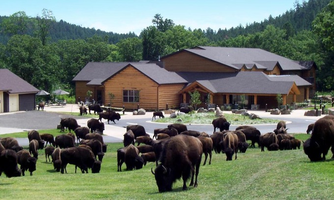 Custer Cabin | Creekside Lodge at Custer State Park Resort