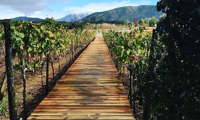 Valle de Guadalupe Hotel | Don Tomas Viñedo Cabañas
