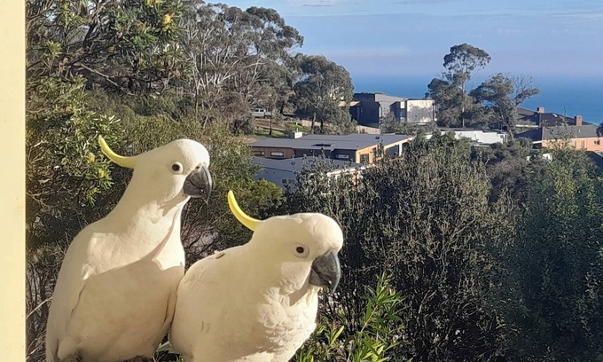 Dromana House | Dromana stay for couples.n(Max 2 people, Max 2-3 night stay)n
