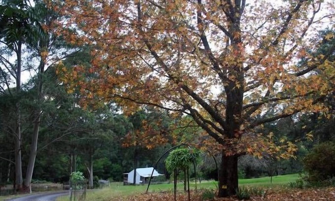 Termeil Cottage | Exclusive Couples Retreat Pet Friendly - Pristine Secluded Beaches Rural Setting