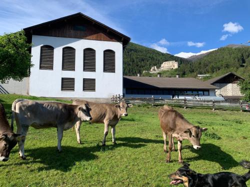 Montechiaro Apartment | Farm apartment in Stelvio National Park