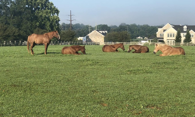 Salunga-Landisville House | Farmhouse 2 bedroom suite @ Nookside Stables