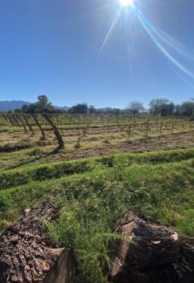 Tinogasta Bed & Breakfast | Finca La Dionisia