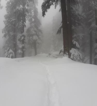 Dalhousie Hotel | Forest Vibes Kalatop
