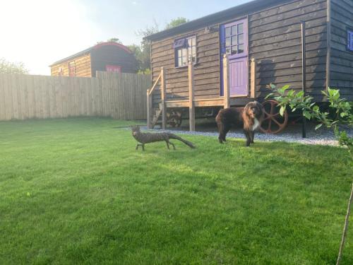 Sidmouth Other | Fox lodge Shepherd Hut Sidmouth
