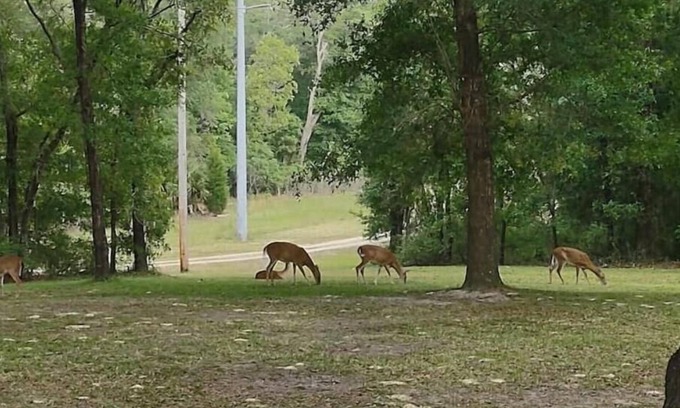 Fort White House | Fun Fawn Woodland Retreat