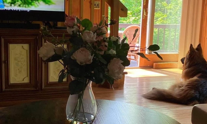 Danbury Cabin | Get away to the woods of Danbury NH in this lovely, private, dogfriendly cabin.