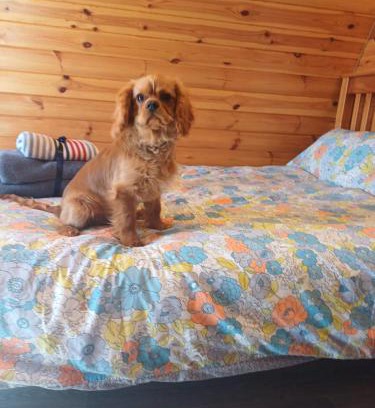 Enniskillen Other | Glamping Pod Thady Killynick County Fermanagh
