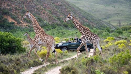 Mossel Bay Cabin | Gondwana Game Reserve