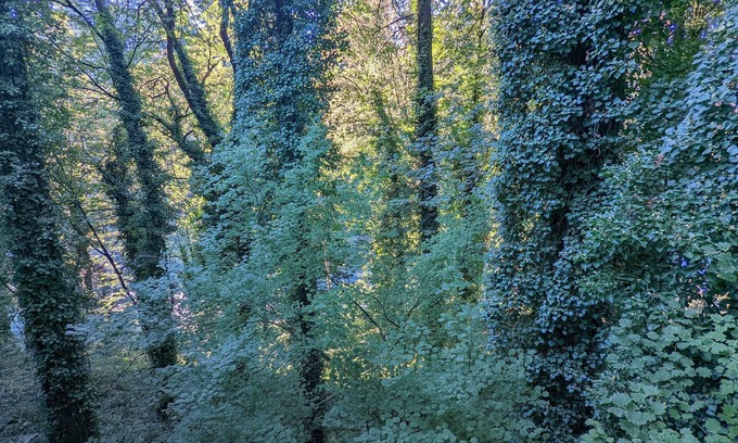 Portland Heights House | 🌲Gorgeous Naturescape Getaway close to it all!🌲