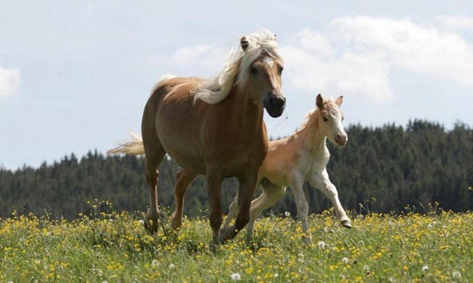 Meura Apartment | Haflinger Reiterhof Meura