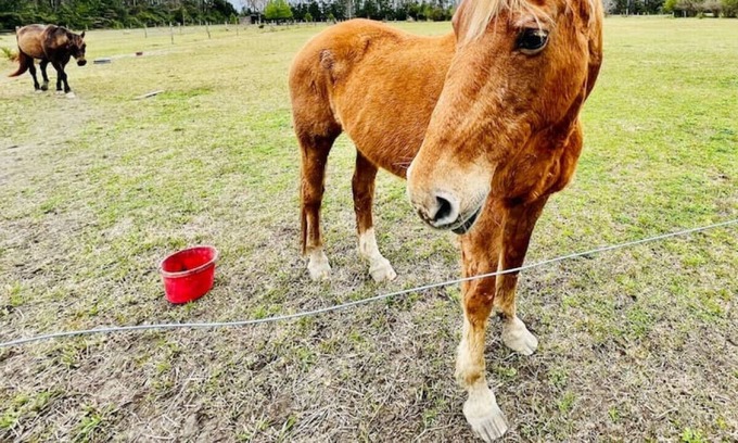 Craven County House | Horse Farm & Animal Rescue +Trails +Wi-Fi +Creek