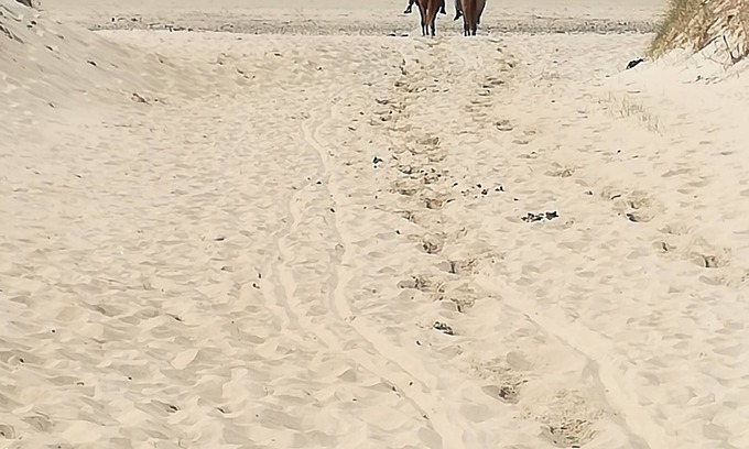 Surville House | House between sea and dunes. House 2 bedrooms, all comfort, ideal for lovers.