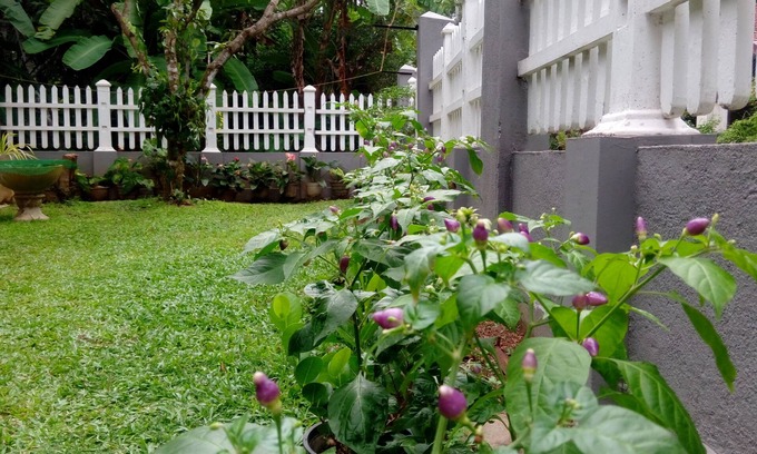 Seeduwa - Katunayake Bed & Breakfast | House Of Le Meridien