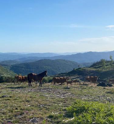 Cabril House | House of Serra da Cabreira