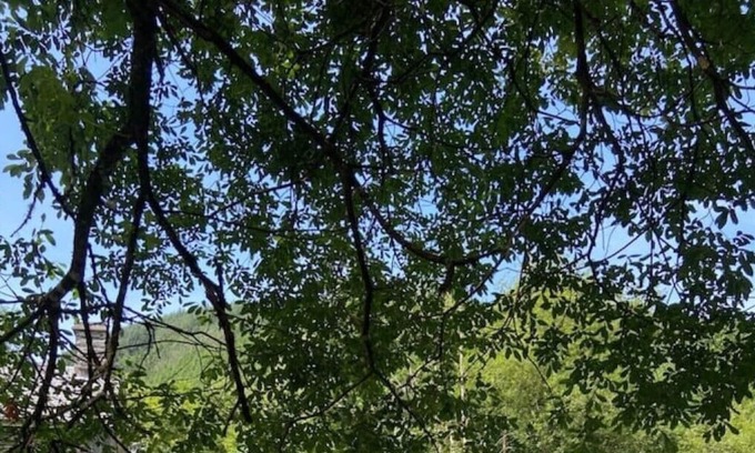 Corris Cottage | Idyllic riverside cottage with garden in Corris