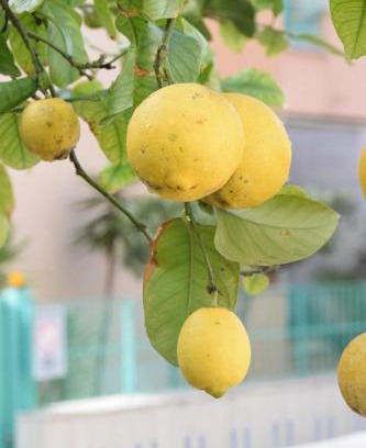 Gaeta Apartment | Il Giardino Dei Limoni