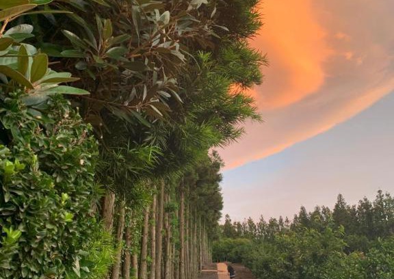 Jocheon House | Jeju Bomewasan