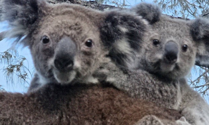 Point Lookout Apartment | Koala Corner. Comfy one bedroom studio set in landscaped gardens.