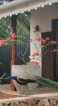 Midigama Apartment | Kuda Gads