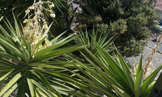 Milnerton House | La Roche Guest House