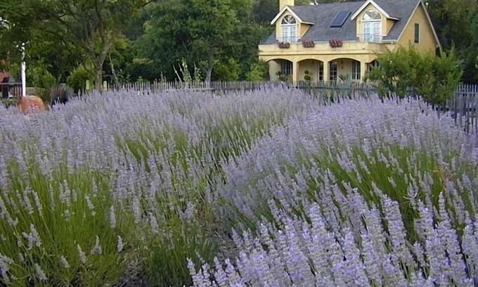 Glen Ellen House | Le Jardin - Relax in our Glen Ellen retreat, just a hop away from Sonoma Plaza