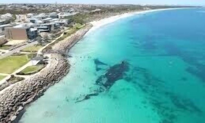 North Coogee House | Live on the Beach In Fremantle - Peaceful Seaside Pool with a View