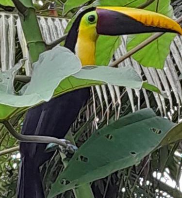 Drake Bay Apartment | Los Paniquines Ecolodge
