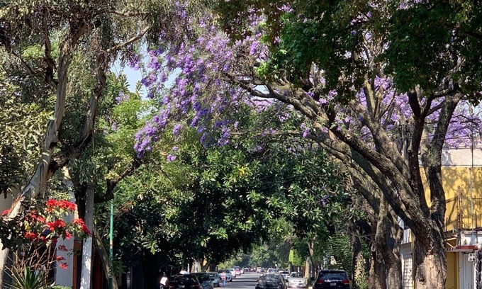 Santa Catarina Apartment | Lovely Duplex In XVI Century Coyoacan