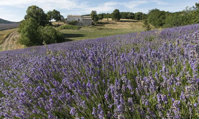 Redortiers House | Luxurious Bastide amid lavender fields