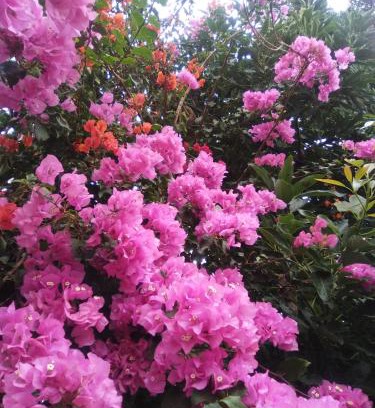 La Solana House | Mar de flores