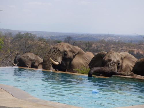 Phalaborwa Cabin | Mbizi Bush Lodge
