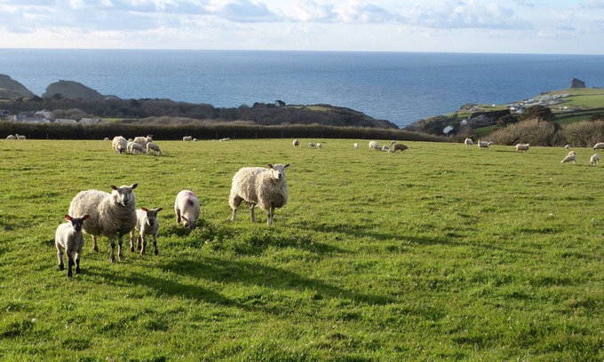 Tintagel Cottage | Mill Cottage - Tintagel Holiday Cottage, for surfing, sunbathing, hiking for all